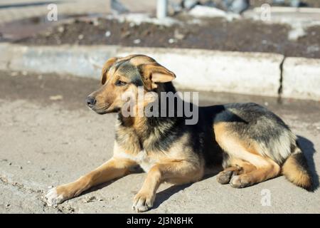 Streunender Hund liegt auf der Straße. Hund ohne Meister. Haustier ist verloren. Stockfoto