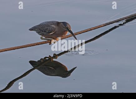 Gestreifte Reiher (Butorides striata), Erwachsene, die auf einem Bootshawser mit Spiegelung im Arabischen Meer, Oman, thront Dezember Stockfoto