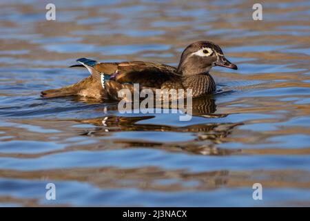 Die Holzente, ein bräunlicher und grauer weiblicher Wasservögel, schwimmt an einem sonnigen Tag in einem See mit blauem Wasser. Stockfoto