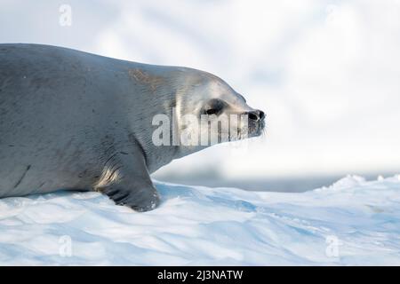 Am Nachmittag leichte, Nahaufnahme Krabbenfellrobbe (Lobodon carcinophagus) mit Schnee auf seinen Whiskern, auf Eisscholle, Marguerite Bay, Antarktis Stockfoto