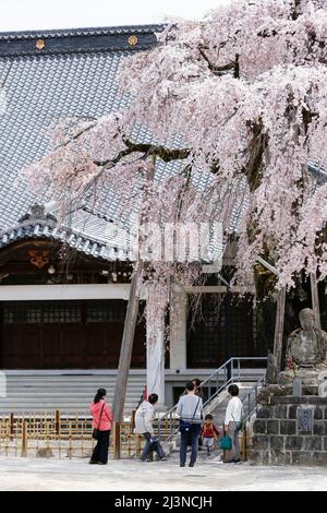 iida, nagano, japan, 2022/08/04 , der Senshoji weinende Kirschbaum (Shidarezakura) im Senshoji-Tempel in Iida, nagano, japan. Stockfoto