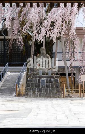 iida, nagano, japan, 2022/08/04 , Buddha-Statue unter dem Senshoji weinenden Kirschbaum (Shidarezakura) im Senshoji-Tempel in Iida, nagano, japan. Stockfoto