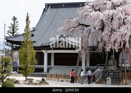 iida, nagano, japan, 2022/08/04 , der Senshoji-Tempel in Iida, nagano, japan, und der Senshoji weinende Kirschbaum (Shidarezakura). Stockfoto