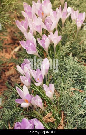 Die ersten Krokusblüten wuchsen im Park. Nahaufnahme Stockfoto