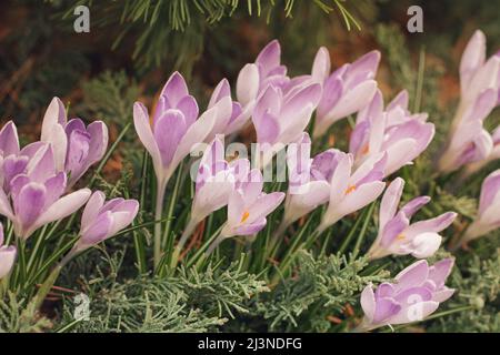 Die ersten Krokusblüten wuchsen im Park. Nahaufnahme Stockfoto