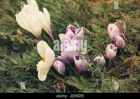 Die ersten Krokusblüten wuchsen im Park. Nahaufnahme Stockfoto