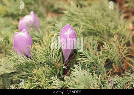 Die ersten Krokusblüten wuchsen im Park. Nahaufnahme Stockfoto