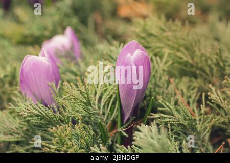 Die ersten Krokusblüten wuchsen im Park. Nahaufnahme Stockfoto