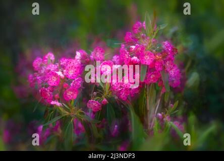 Rosafarbene Wildblumen entlang des Spruce Moor im Algonquin Park, Kanada Stockfoto
