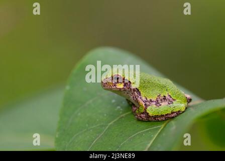 Grauer Baumfrosch (Hyla versicolor), der auf einem Blatt in einem lokalen Wald in Ottawa, Ontario, Kanada, ruht Stockfoto