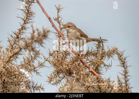 Whitethroat thront auf einer Gorse-Pflanze, aus nächster Nähe Stockfoto