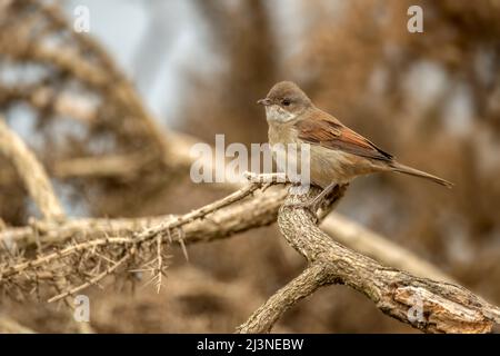 Whitethroat thront auf einer Gorse-Pflanze, aus nächster Nähe Stockfoto