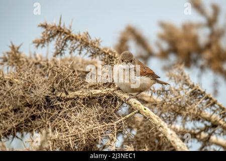 Whitethroat thront auf einer Gorse-Pflanze, aus nächster Nähe Stockfoto