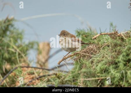 Whitethroat thront auf einer Gorse-Pflanze, aus nächster Nähe Stockfoto