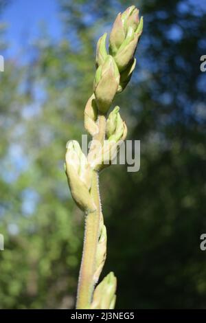 Schöner Hintergrund mit Knospen von Yucca vor der Blüte. Nahaufnahme. Yucca Pflanze (Yucca filamentosa) hat schwertförmige Blätter, weiße Blume blüht Stockfoto