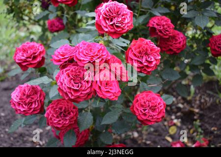 Schöne rote Rosen wachsen im Garten. Rosen weben. Viele grüne Blätter. Viele rote Wildrosen in der Natur. Rote Rosen Bunches wachsen im Park. Ein Busch von Stockfoto