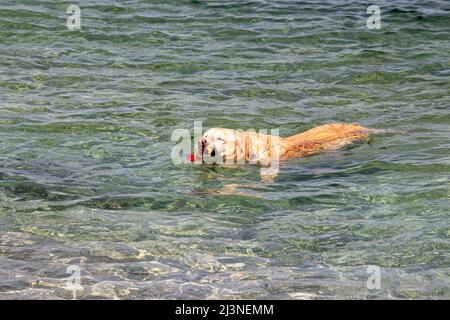 Golden Retriever spielt gerne mit Hundespielzeug im klaren Wasser des berühmten Padulella Strandes, Portoferraio, Insel Elba, Italien Stockfoto