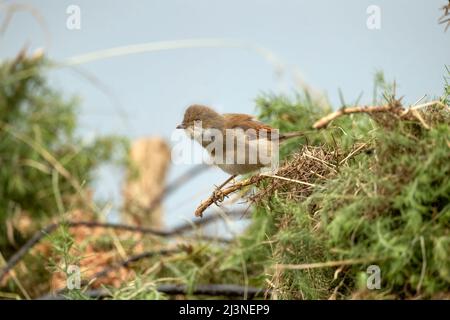 Whitethroat thront auf einer Gorse-Pflanze, aus nächster Nähe Stockfoto