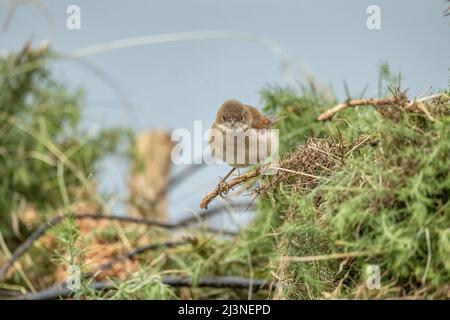 Whitethroat thront auf einer Gorse-Pflanze, aus nächster Nähe Stockfoto