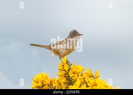 Whitethroat thront auf einer Gorse-Pflanze, aus nächster Nähe Stockfoto