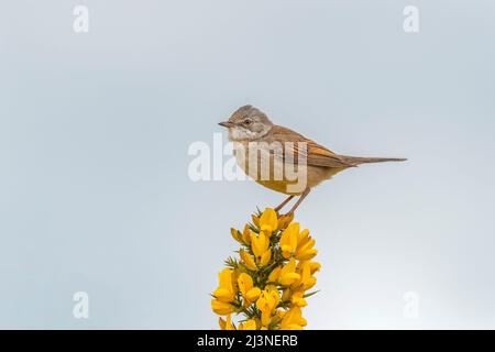 Whitethroat thront auf einer Gorse-Pflanze, aus nächster Nähe Stockfoto