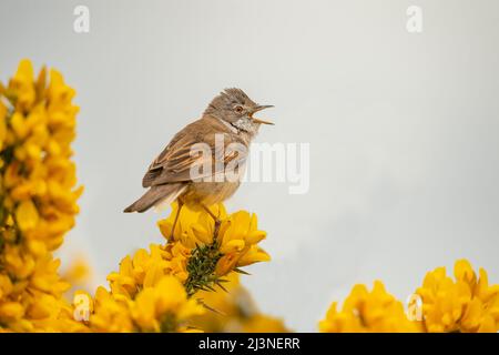 Whitethroat thronte auf einer Gorse-Pflanze und sang aus nächster Nähe Stockfoto