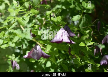 Kleinblühige blau-violette Clematis viticella (violette Clematis) auf dunkelgrünem Hintergrund. Stockfoto