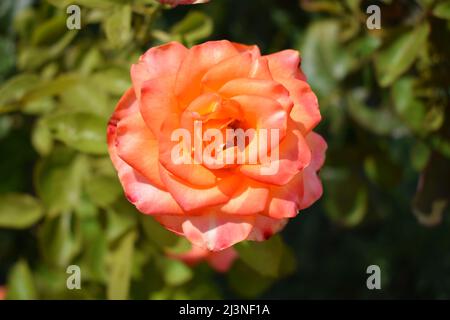 Schöne Rosen und Orangenrosen im Garten. Blühende Rosen. Auf dem Baum im Blumengarten blühen orangefarbene Rosen, ein Symbol der Liebe. Orangefarbenes Ro Stockfoto