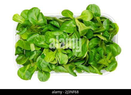 Lämmer Salat in einem Plastikbehälter von oben. Frisch gepflückte Valerianella locusta, gemeinsamer Cornsalat, Nusssalat oder Feldsalat. Stockfoto