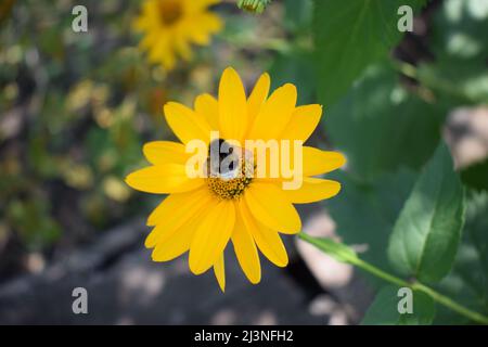 Hummeln oder Honigbienen bestäuben an falschen Sonnenblumen oder Heliopsis helianthoides im Garten an einem Sommertag. Gelbe Heliopsis in Nahaufnahme Stockfoto