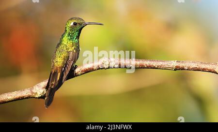 Kubanischer Smaragd, endemischer Kolibri Kubas Stockfoto