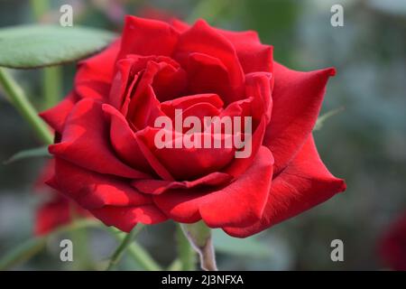 Rote Rose als Natur- und Urlaubshintergrund. Schöne einzelne blühende rote Rose Stockfoto