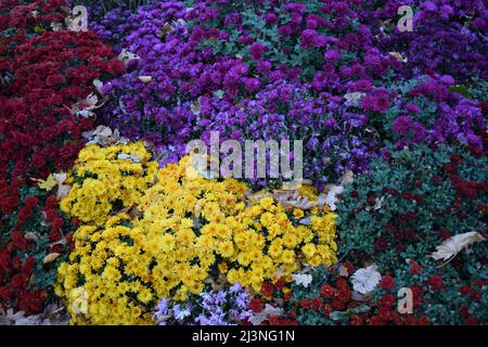 Schöne und farbenfrohe, frische Herbstchronen in roten, gelben, violetten Blumensträußen. Schöne, helle Chrysanthemen blühen im Herbst im Garten. Ch Stockfoto