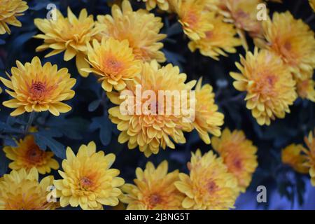 Ungewickelte Blüten von gelben Chrysanthemen. Gelbe Chrysanthemen im Park im Herbst Stockfoto