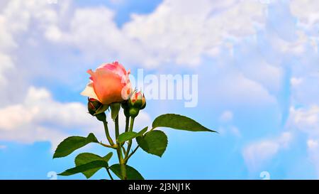 Schöne rosa Rose mit Blättern an einem blauen Himmel mit Wolken Stockfoto