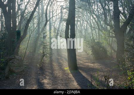 Licht zwischen den Ästen von Bäumen in einem Wald an einem frühen Herbstmorgen Stockfoto