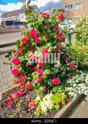 Schöne rosa burgunderrote, blühende Camellia japonica Stockfoto