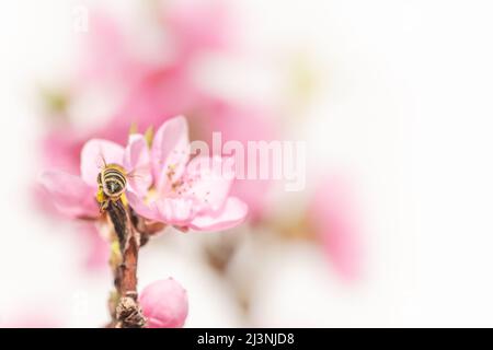 Fliegende Honigbiene von hinten in der Frühjahrssaison bei einer Pfirsichblüte Stockfoto
