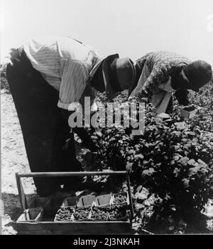 Migranten aus Delaware pflücken Beeren im Süden von New Jersey. Stockfoto