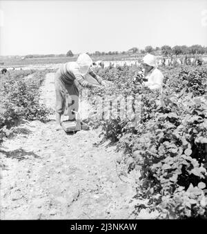 Migranten aus Delaware pflücken Beeren im Süden von New Jersey. Stockfoto