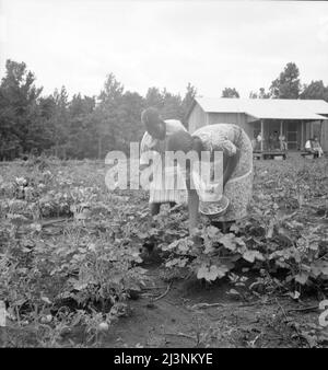 Familie eines der vertreibten Pächter aus Arkansas, der in Hill House, Mississippi, umgesiedelt wurde. Stockfoto