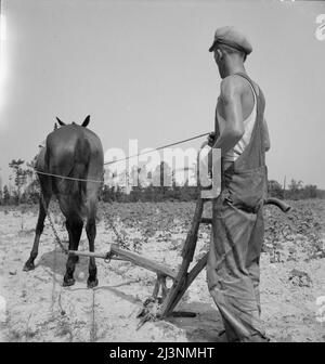 Weißer Mieter Landwirt arbeitet auf Aktien. North Carolina. Stockfoto