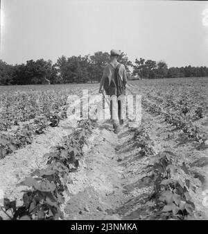 Weißer Mieter Landwirt arbeitet auf Aktien. North Carolina. Stockfoto