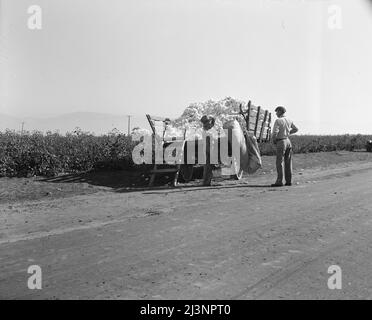 In Baumwolle wiegen. Southern San Joaquin Valley, Kalifornien. Stockfoto