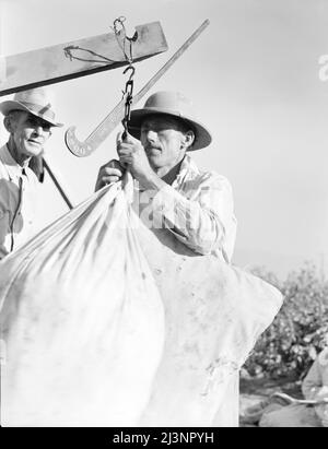 In Baumwolle wiegen. Southern San Joaquin Valley, Kalifornien. Stockfoto