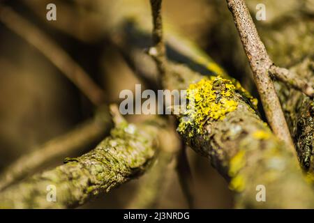 Flechten auf der Rinde von trockenen Ästen. Stockfoto