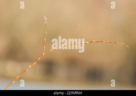 Abgetrennter Zweig der Pappel in der Natur, aus der Nähe. Stockfoto