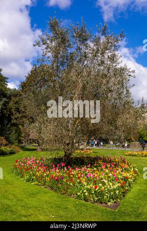 Bournemouth, Dorset, Großbritannien. 9.. April 2022. Wetter in Großbritannien: Sonnig und angenehm warm im Sonnenschein, wenn bunte Blumen in Bournemouth Gardens blühen. Quelle: Carolyn Jenkins/Alamy Live News Stockfoto