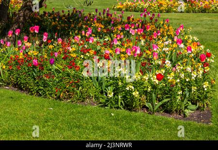 Bournemouth, Dorset, Großbritannien. 9.. April 2022. Wetter in Großbritannien: Sonnig und angenehm warm im Sonnenschein, wenn bunte Blumen in Bournemouth Gardens blühen. Quelle: Carolyn Jenkins/Alamy Live News Stockfoto