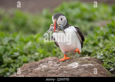 Puffin on auf einem Felsen mit einem Schnabel voller Sandaale, im Sommer aus der Nähe Stockfoto